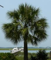 SCPalmetto